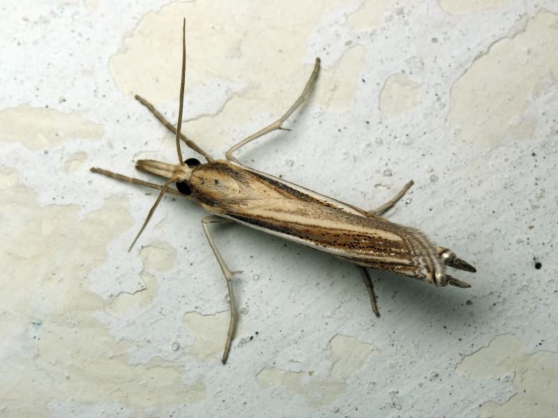 Crambidae